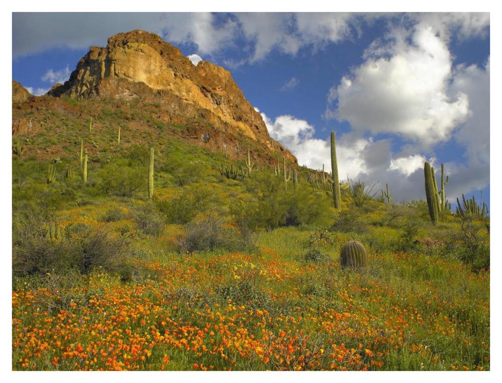 California Poppy and Saguaro cacti, Organ Pipe Cactus National Monument, Arizona-Paper Art-42"x32"
