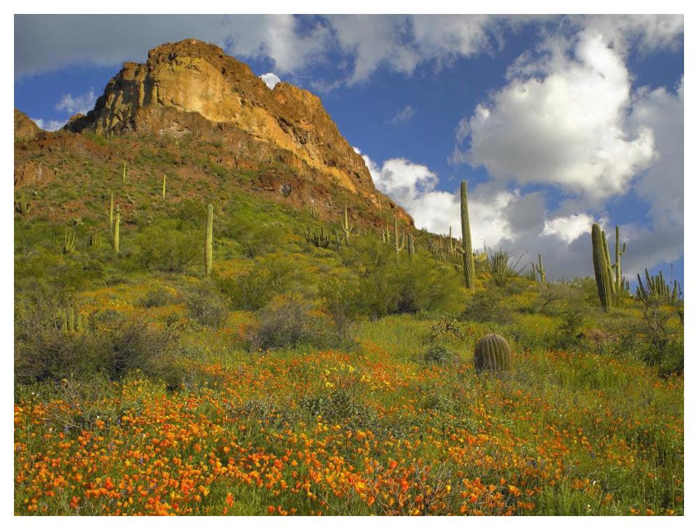 California Poppy and Saguaro cacti, Organ Pipe Cactus National Monument, Arizona-Paper Art-50"x38"