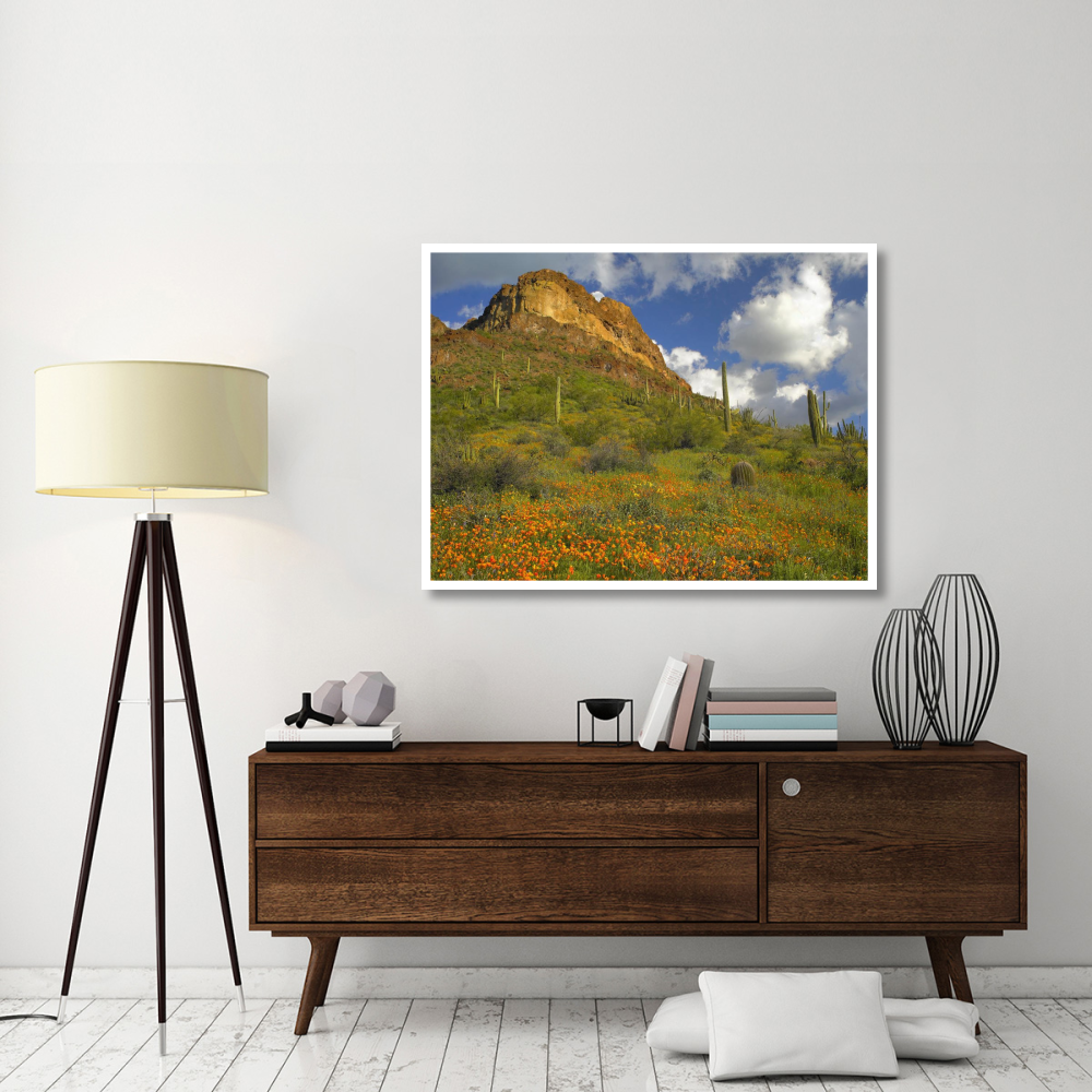 California Poppy and Saguaro cacti, Organ Pipe Cactus National Monument, Arizona-Paper Art-50&quotx38"