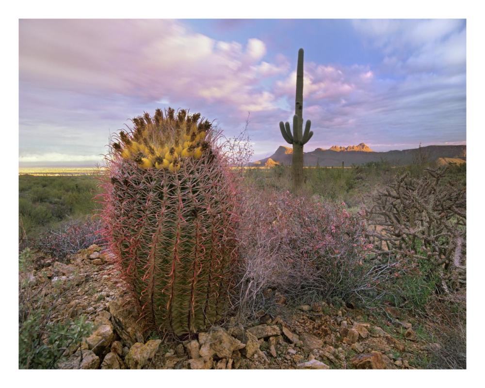 Saguaro and Giant Barrel Cactus, Saguaro National Park, Arizona-Paper Art-26"x20"