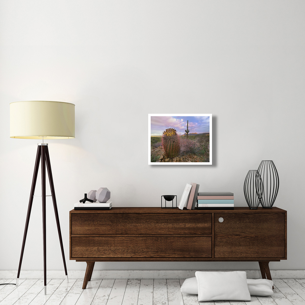 Saguaro and Giant Barrel Cactus, Saguaro National Park, Arizona-Paper Art-26&quotx20"