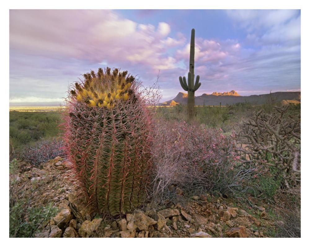 Saguaro and Giant Barrel Cactus, Saguaro National Park, Arizona-Paper Art-34"x26"