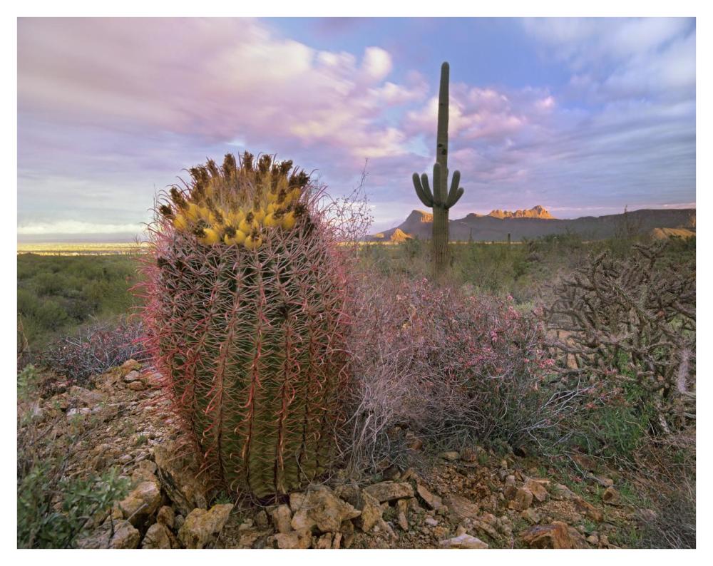 Saguaro and Giant Barrel Cactus, Saguaro National Park, Arizona-Paper Art-42"x32"