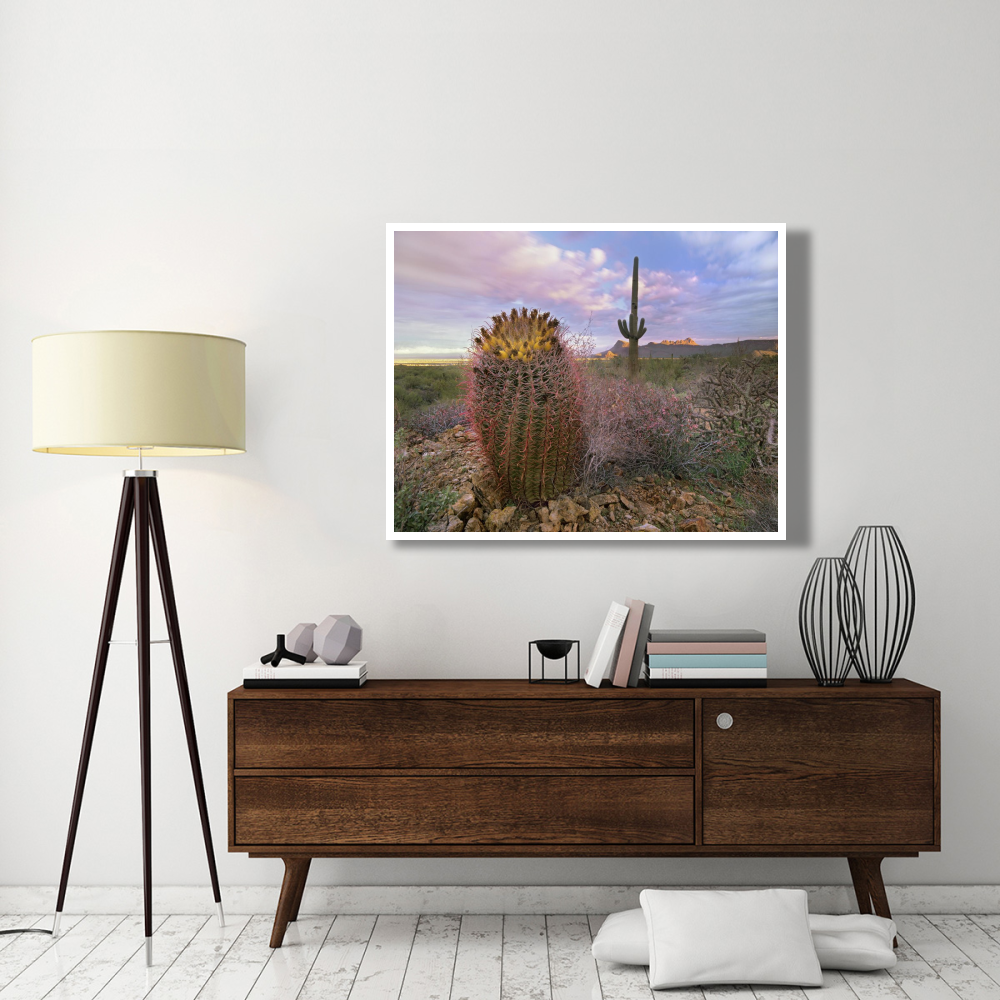 Saguaro and Giant Barrel Cactus, Saguaro National Park, Arizona-Paper Art-50&quotx38"