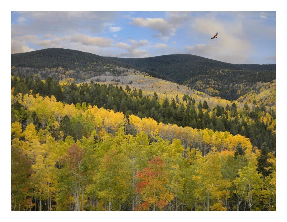 Cooper's Hawk, Santa Fe National Forest, Sangre de Cristo Mountains, New Mexico-Paper Art-26"x20"