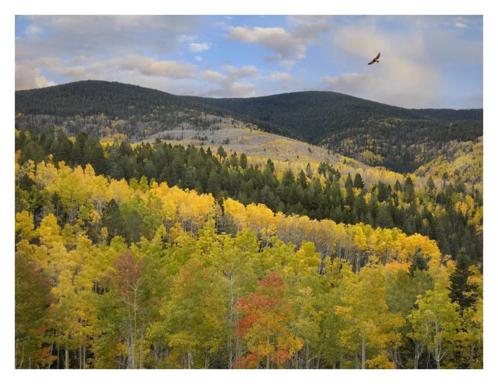 Cooper's Hawk, Santa Fe National Forest, Sangre de Cristo Mountains, New Mexico-Paper Art-34"x26"