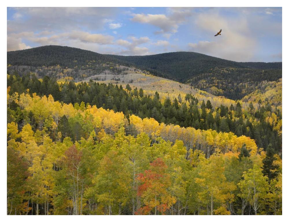 Cooper's Hawk, Santa Fe National Forest, Sangre de Cristo Mountains, New Mexico-Paper Art-42"x32"