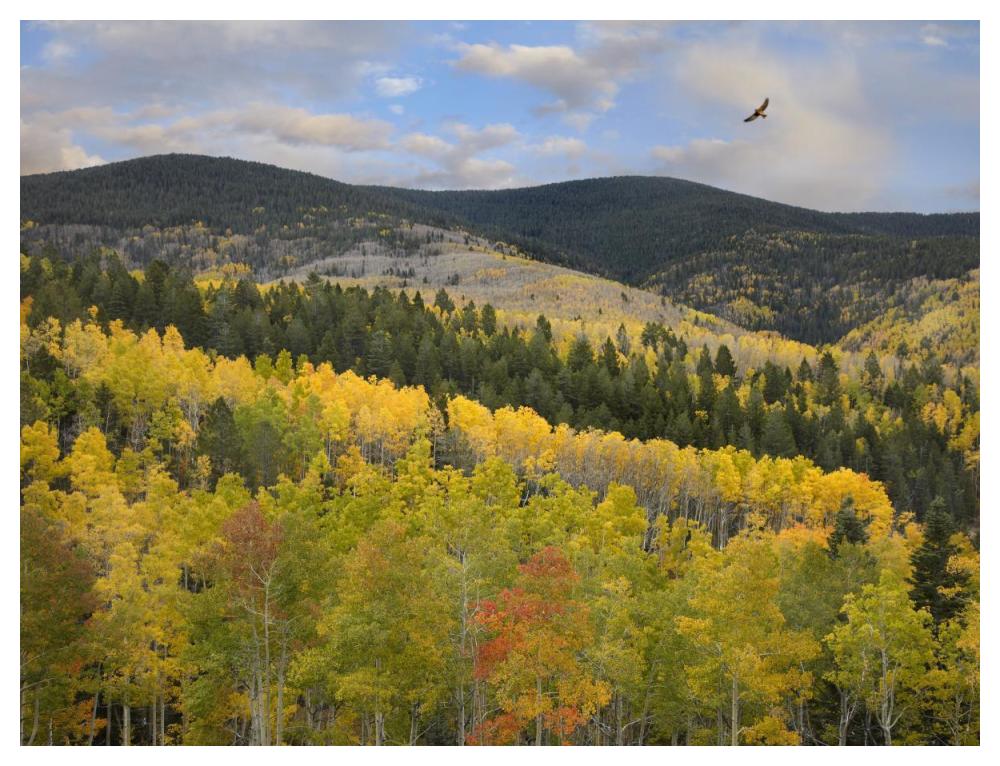 Cooper's Hawk, Santa Fe National Forest, Sangre de Cristo Mountains, New Mexico-Paper Art-50"x38"