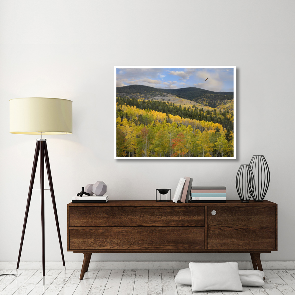 Cooper's Hawk, Santa Fe National Forest, Sangre de Cristo Mountains, New Mexico-Paper Art-50&quotx38"