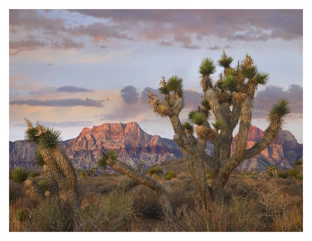 Joshua Tree and Spring Mountains, Red Rock Canyon National Conservation Area, Nevada-Paper Art-18"x14"