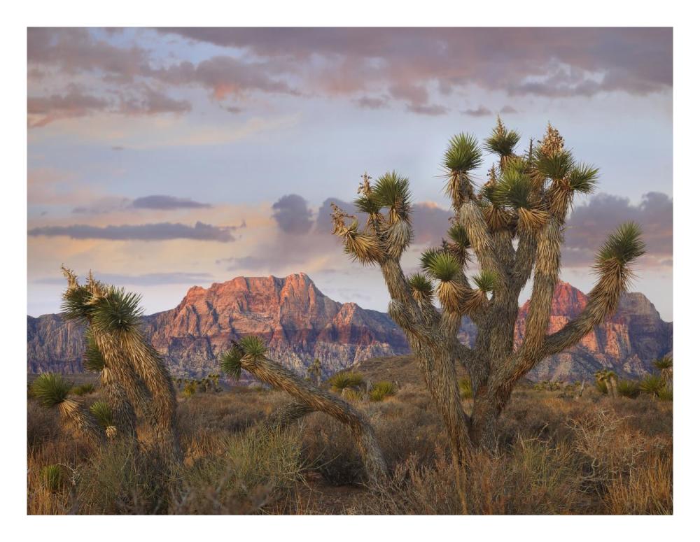 Joshua Tree and Spring Mountains, Red Rock Canyon National Conservation Area, Nevada-Paper Art-26"x20"