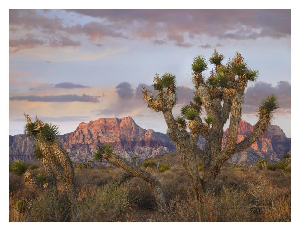 Joshua Tree and Spring Mountains, Red Rock Canyon National Conservation Area, Nevada-Paper Art-34"x26"
