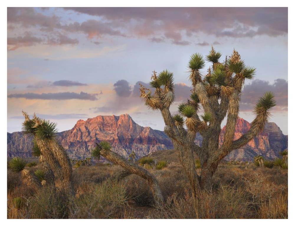 Joshua Tree and Spring Mountains, Red Rock Canyon National Conservation Area, Nevada-Paper Art-42"x32"