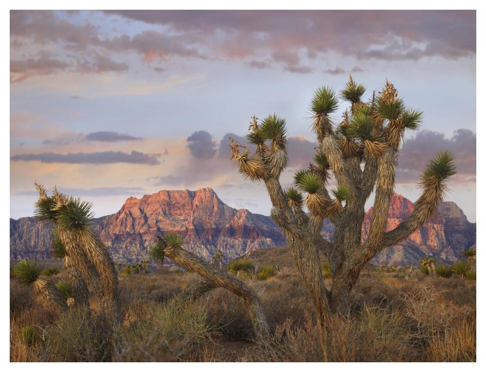 Joshua Tree and Spring Mountains, Red Rock Canyon National Conservation Area, Nevada-Paper Art-50"x38"