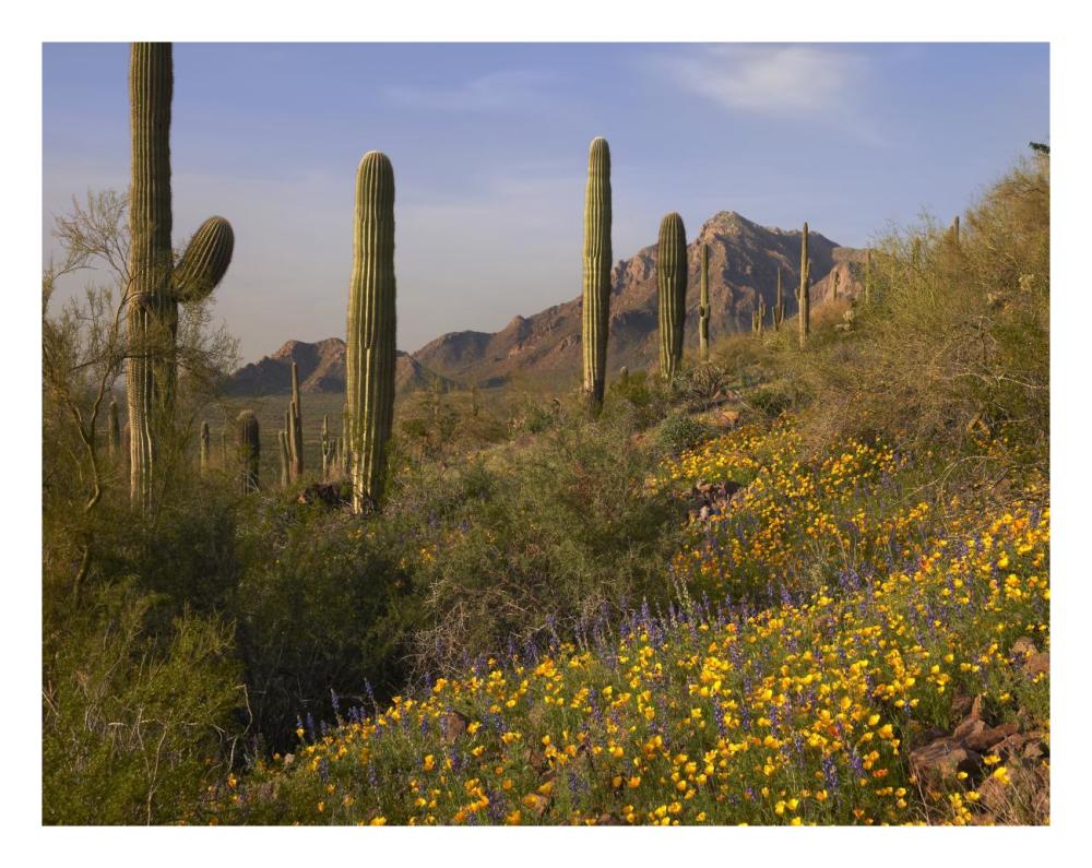 Saguaro cacti and California Poppy field at Picacho Peak State Park, Arizona-Paper Art-26"x20"