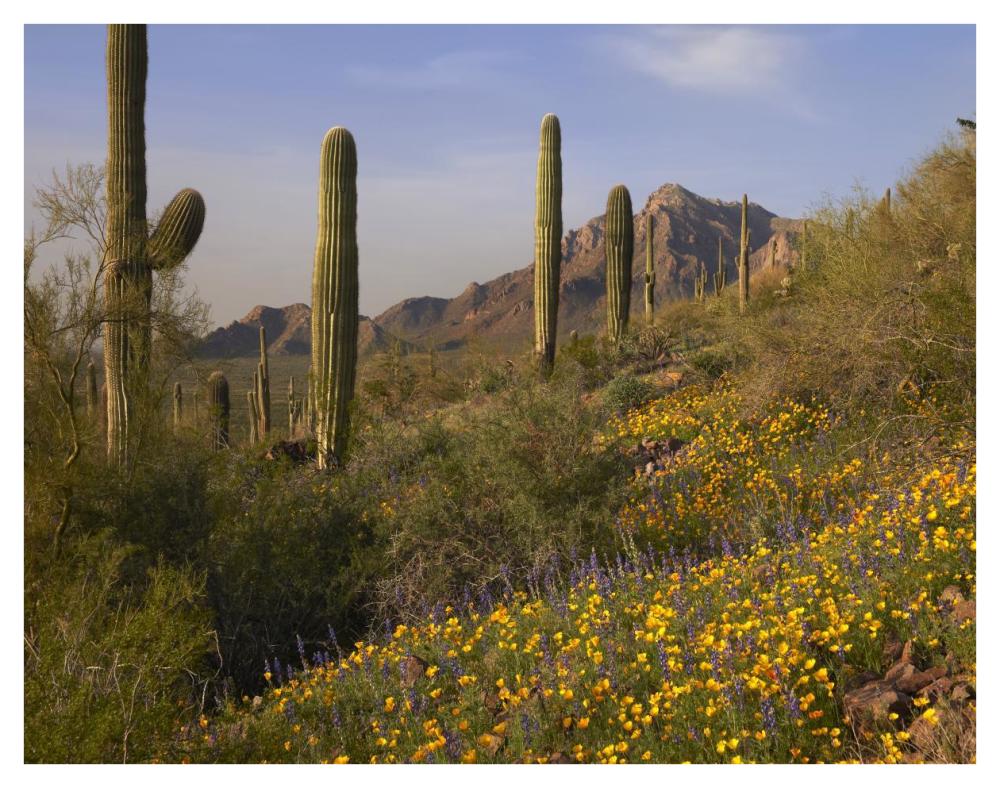 Saguaro cacti and California Poppy field at Picacho Peak State Park, Arizona-Paper Art-42"x32"