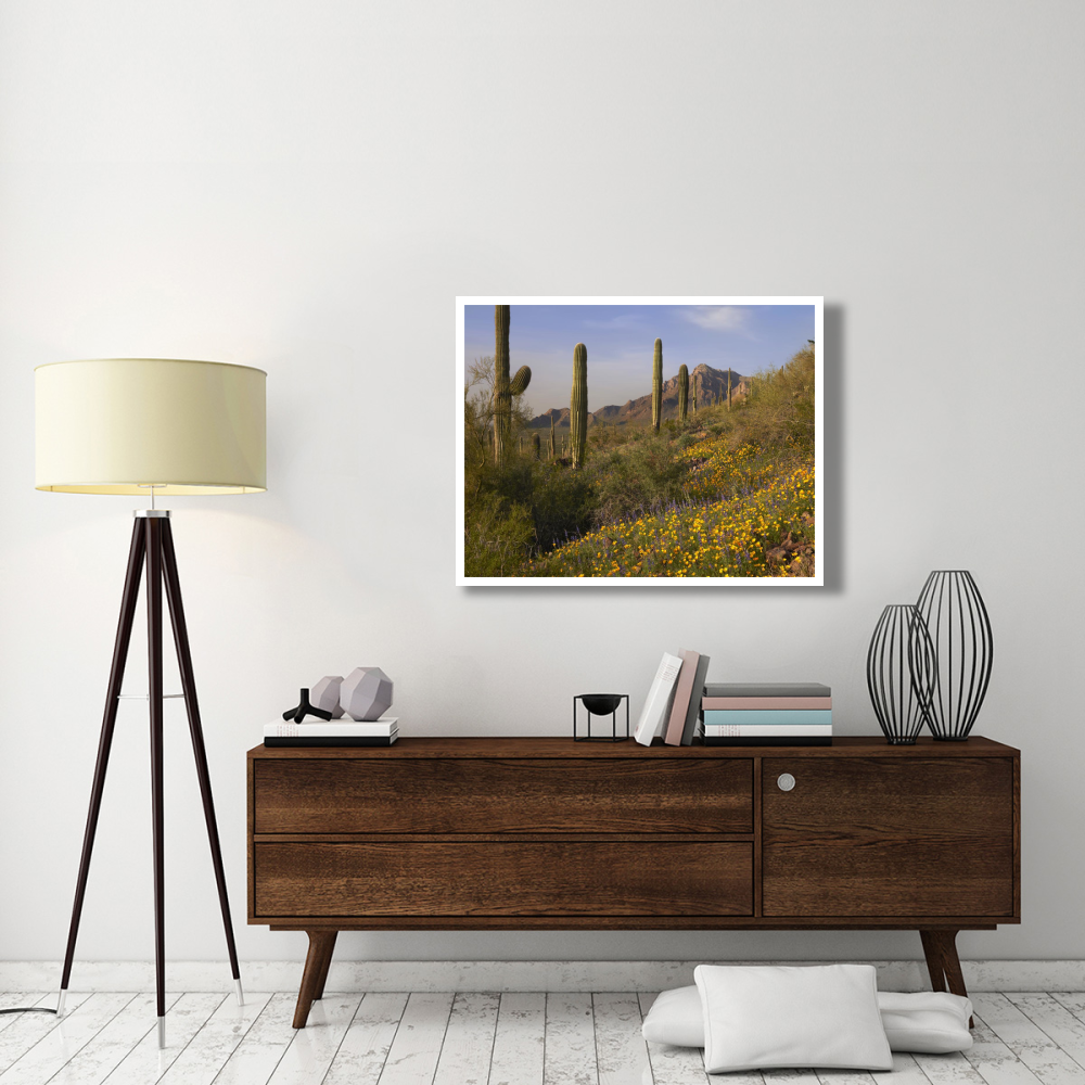 Saguaro cacti and California Poppy field at Picacho Peak State Park, Arizona-Paper Art-42&quotx32"