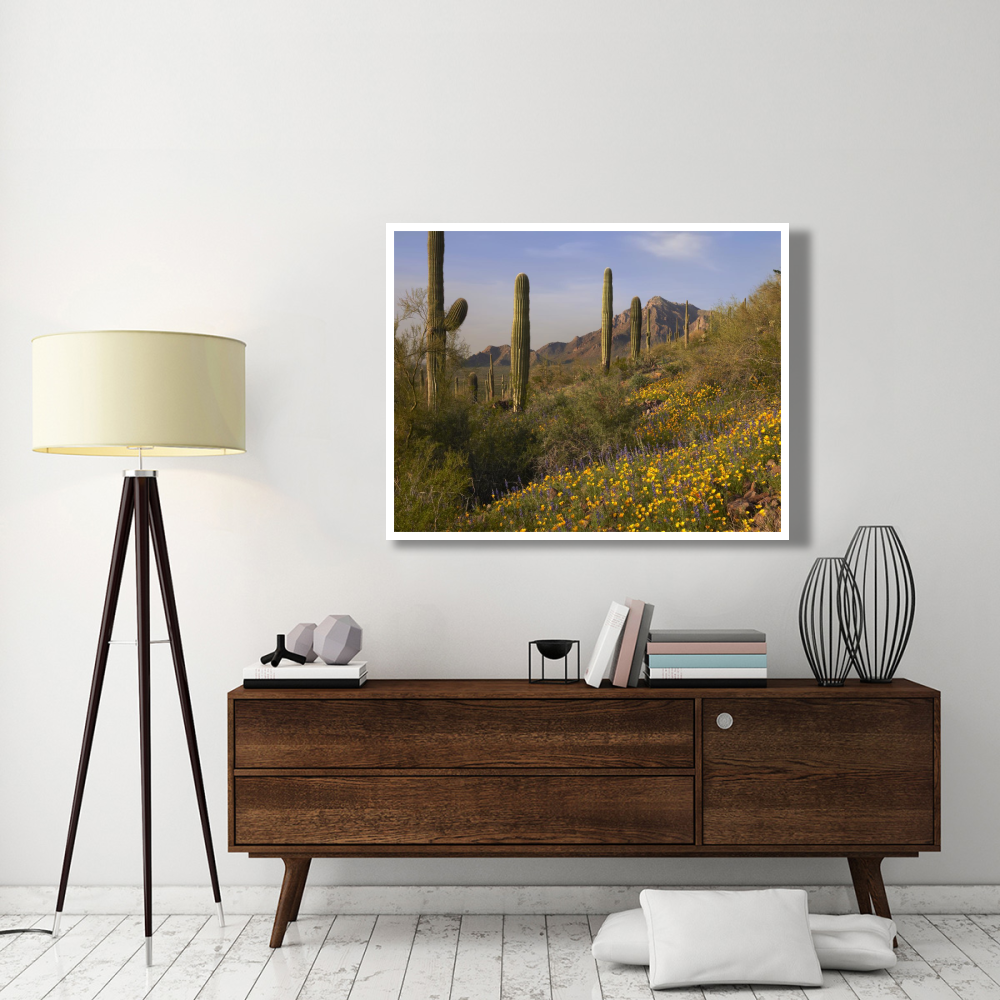 Saguaro cacti and California Poppy field at Picacho Peak State Park, Arizona-Paper Art-50&quotx38"