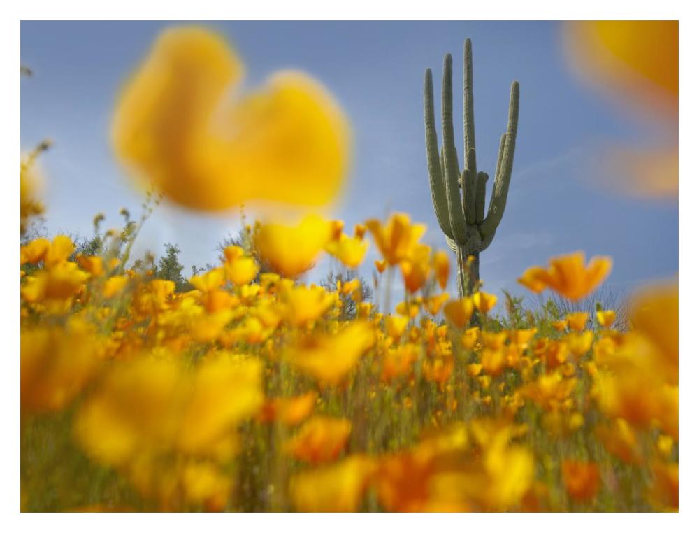 Saguaro cactus and California Poppy field at Gonzales Pass, Tonto National Forest, Arizona-Paper Art-18"x14"
