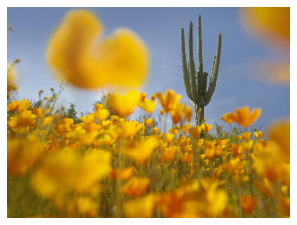 Saguaro cactus and California Poppy field at Gonzales Pass, Tonto National Forest, Arizona-Paper Art-42"x32"