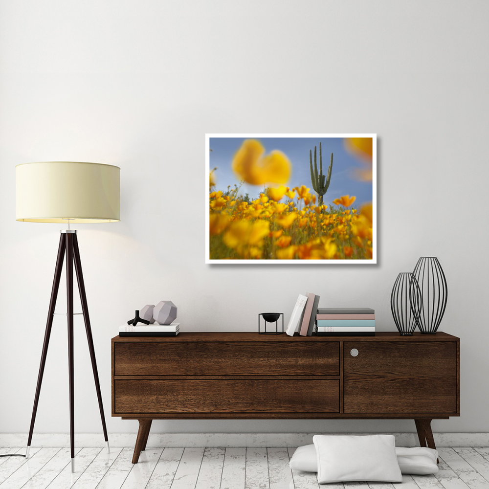 Saguaro cactus and California Poppy field at Gonzales Pass, Tonto National Forest, Arizona-Paper Art-42&quotx32"