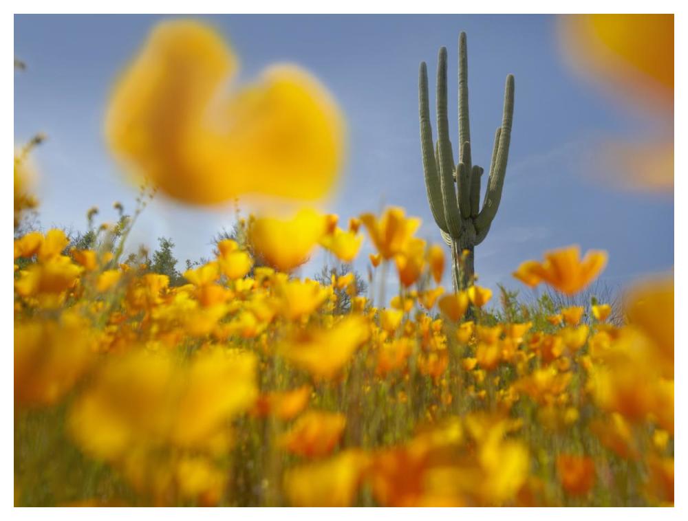 Saguaro cactus and California Poppy field at Gonzales Pass, Tonto National Forest, Arizona-Paper Art-50"x38"