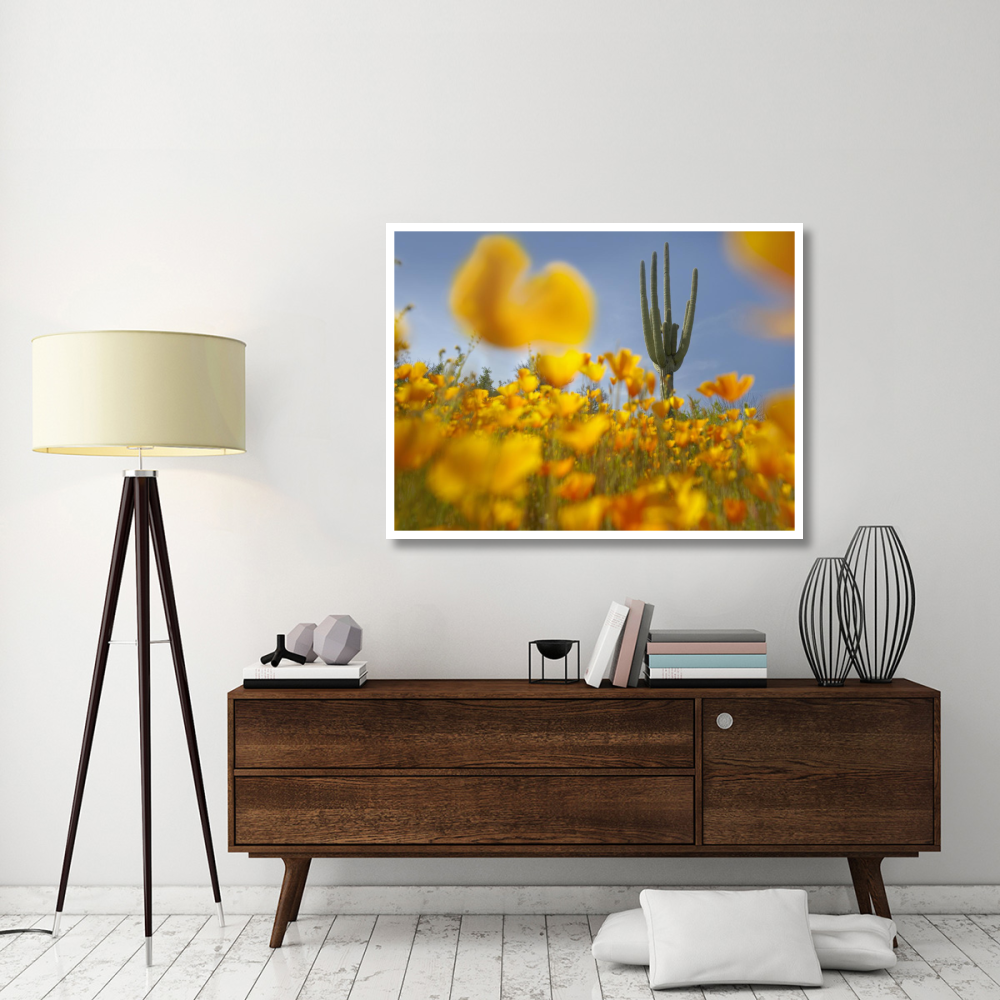 Saguaro cactus and California Poppy field at Gonzales Pass, Tonto National Forest, Arizona-Paper Art-50&quotx38"