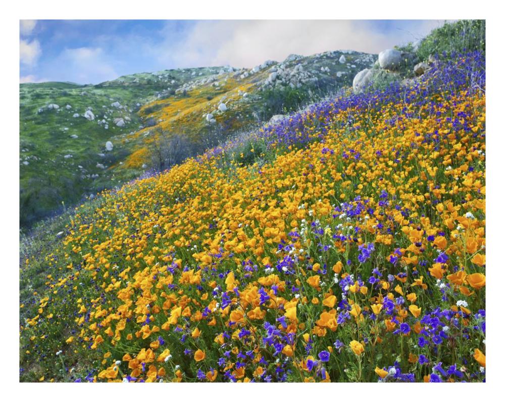 California Poppy and Desert Bluebell flowers, Canyon Hills, Santa Ana Mountains, California-Paper Art-26"x20"