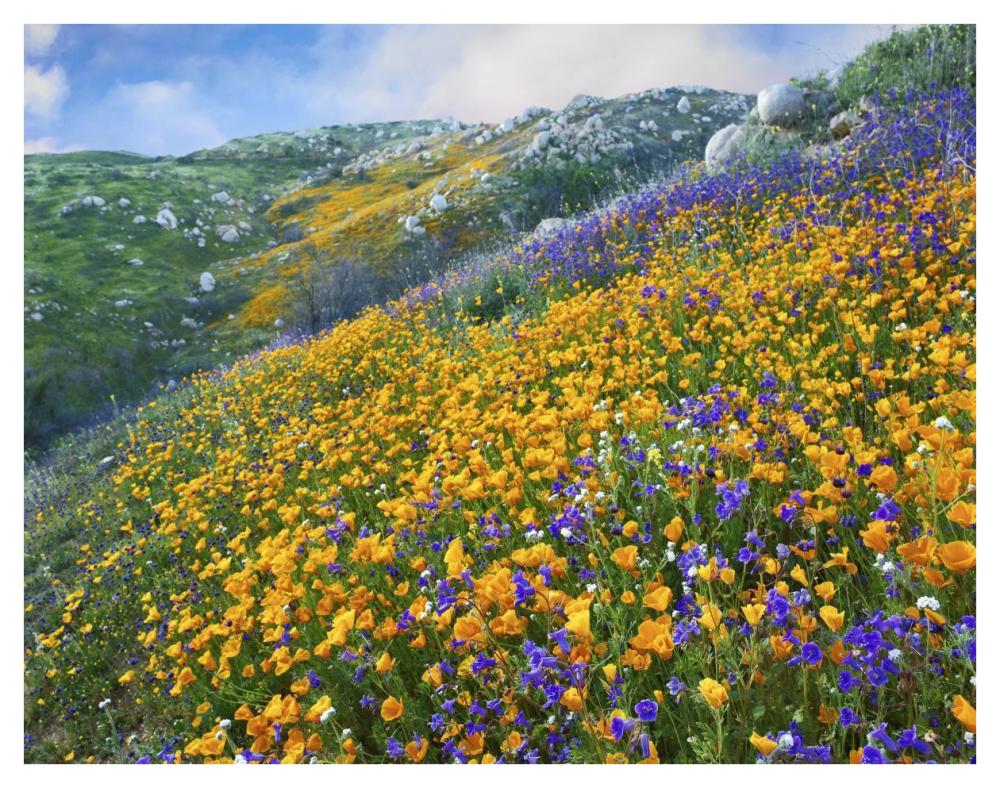 California Poppy and Desert Bluebell flowers, Canyon Hills, Santa Ana Mountains, California-Paper Art-42"x32"