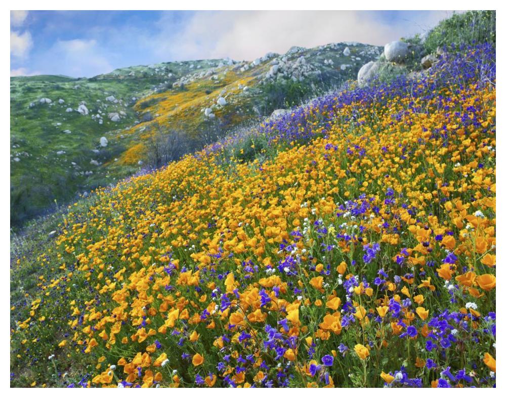 California Poppy and Desert Bluebell flowers, Canyon Hills, Santa Ana Mountains, California-Paper Art-50"x38"