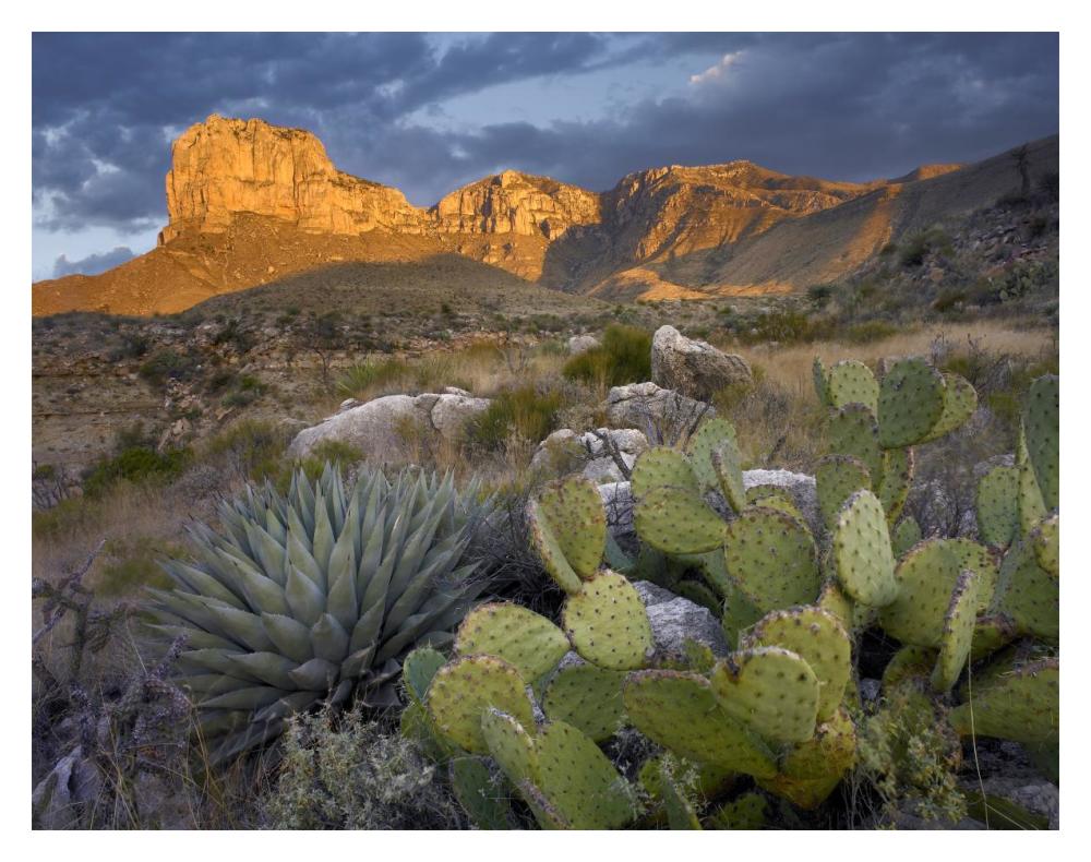 Opuntia cactus and Agave, Guadalupe Mountains National Park, Chihuahuan Desert, Texas-Paper Art-18"x14"