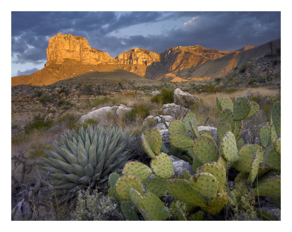 Opuntia cactus and Agave, Guadalupe Mountains National Park, Chihuahuan Desert, Texas-Paper Art-26"x20"