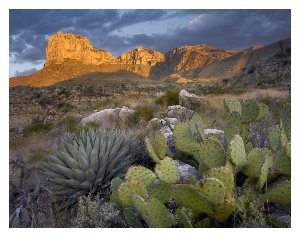 Opuntia cactus and Agave, Guadalupe Mountains National Park, Chihuahuan Desert, Texas-Paper Art-34"x26"