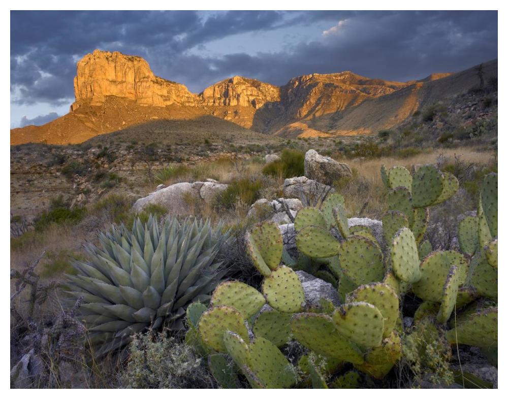 Opuntia cactus and Agave, Guadalupe Mountains National Park, Chihuahuan Desert, Texas-Paper Art-50"x38"