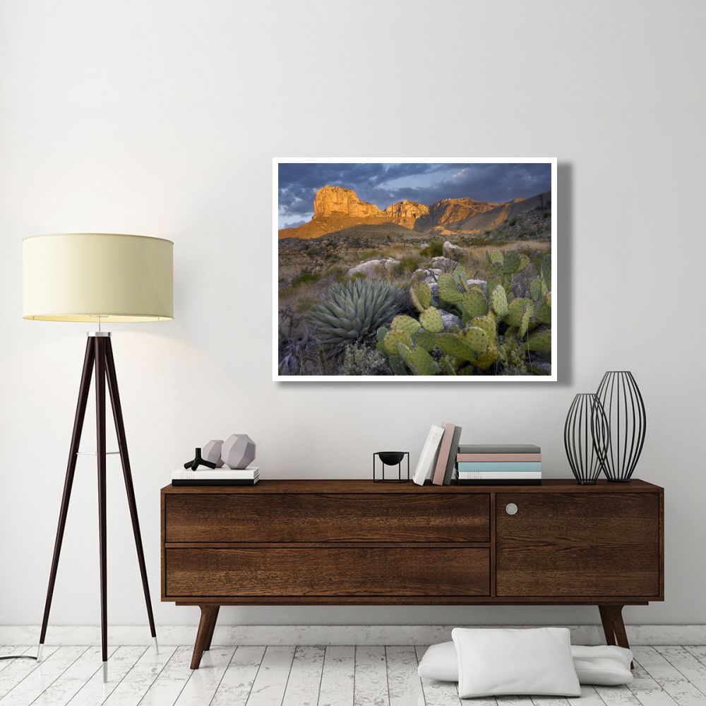 Opuntia cactus and Agave, Guadalupe Mountains National Park, Chihuahuan Desert, Texas-Paper Art-50&quotx38"