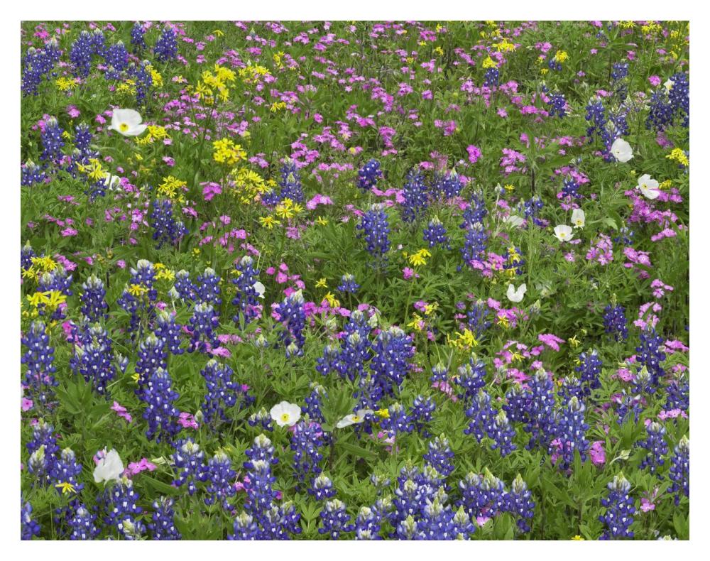 Sand Bluebonnet flowers, Hill Country, Texas-Paper Art-18"x14"
