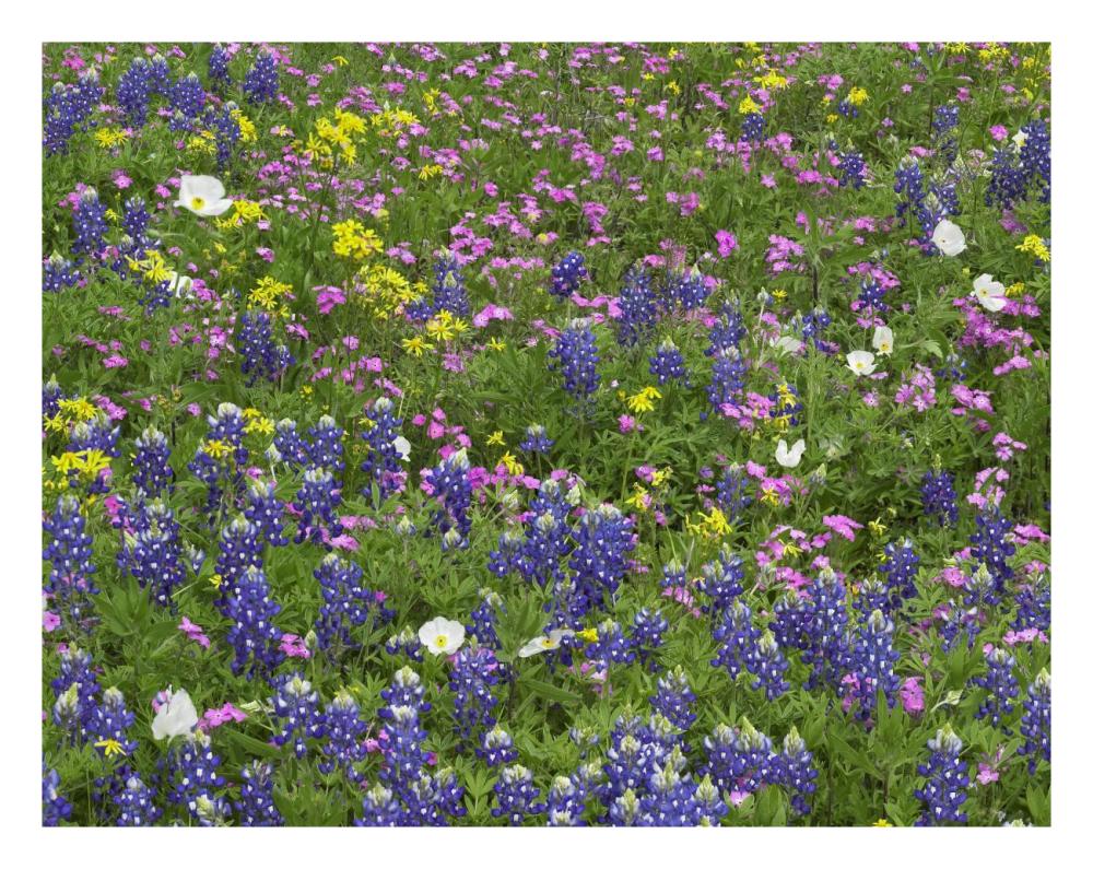 Sand Bluebonnet flowers, Hill Country, Texas-Paper Art-26"x20"