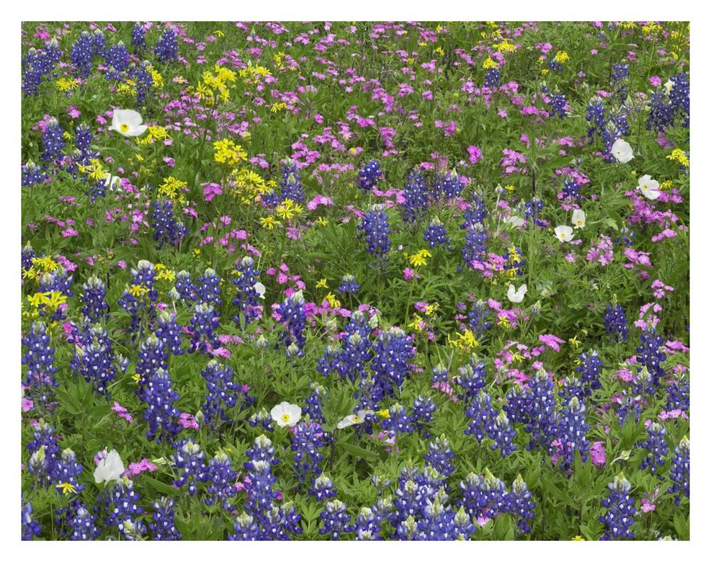 Sand Bluebonnet flowers, Hill Country, Texas-Paper Art-34"x26"
