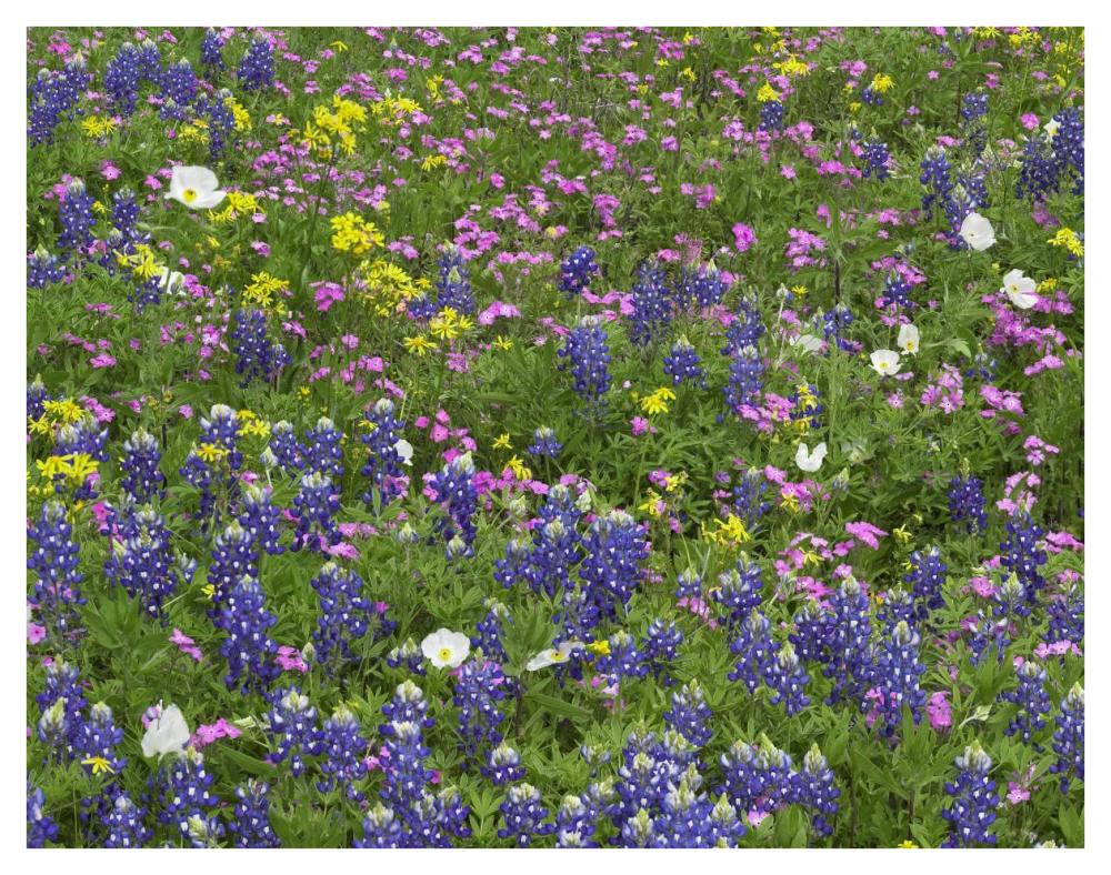 Sand Bluebonnet flowers, Hill Country, Texas-Paper Art-42"x32"