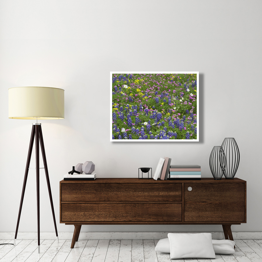 Sand Bluebonnet flowers, Hill Country, Texas-Paper Art-42&quotx32"