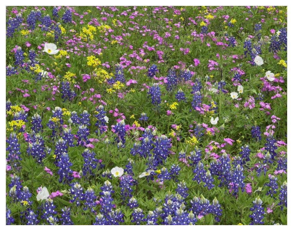 Sand Bluebonnet flowers, Hill Country, Texas-Paper Art-50"x38"