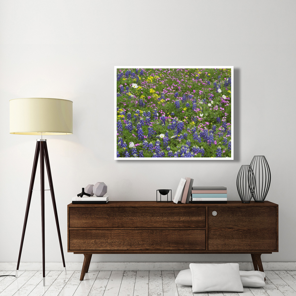 Sand Bluebonnet flowers, Hill Country, Texas-Paper Art-50&quotx38"