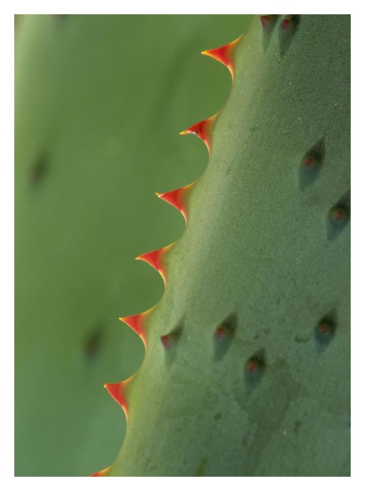 Cape Aloe spines-Paper Art-14"x18"