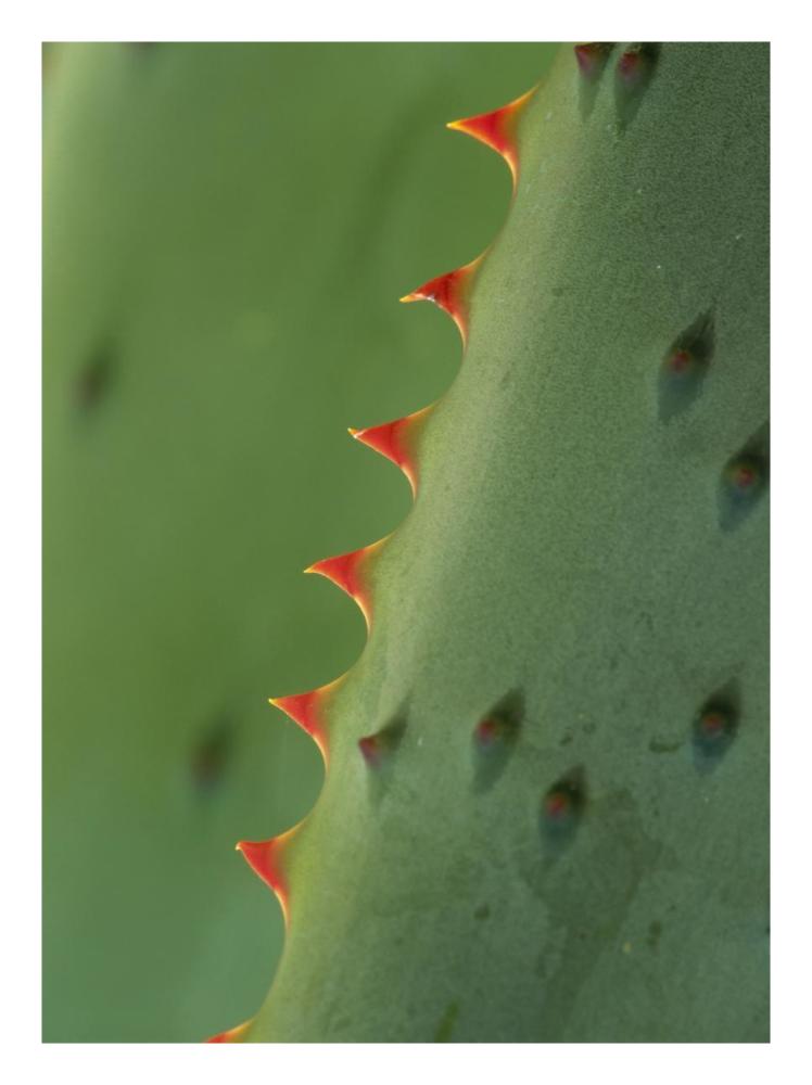 Cape Aloe spines-Paper Art-20"x26"