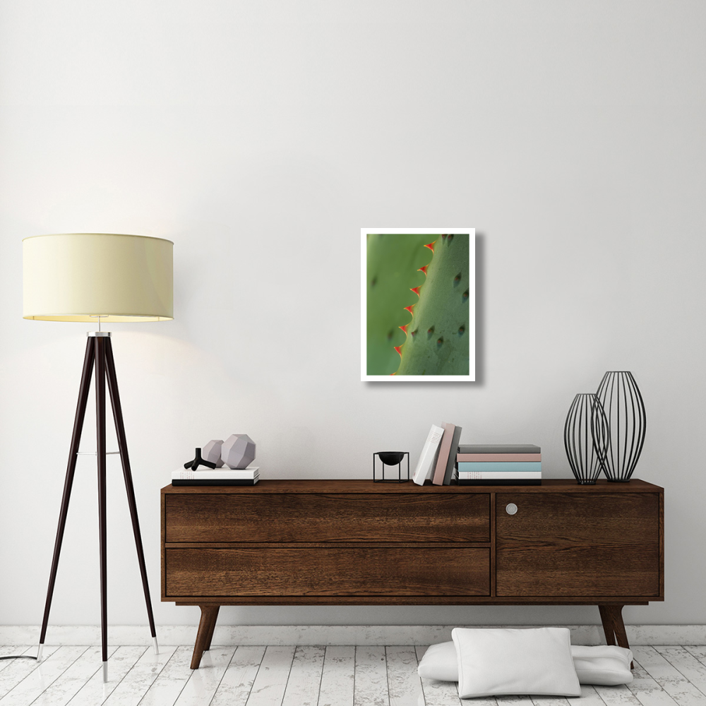 Cape Aloe spines-Paper Art-20&quotx26"