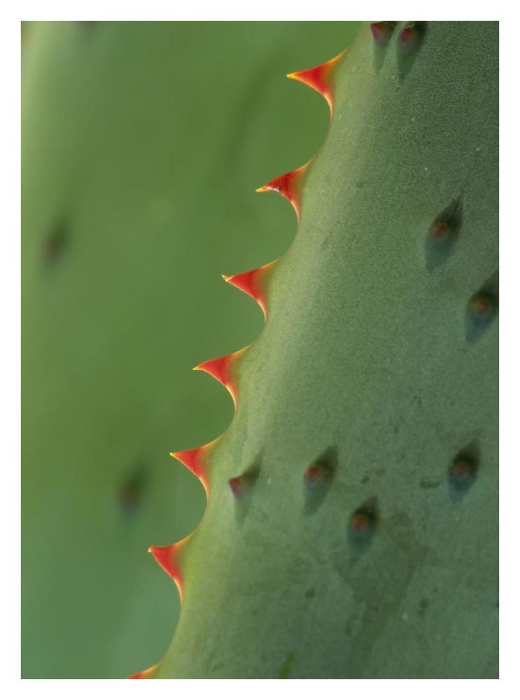 Cape Aloe spines-Paper Art-26"x34"