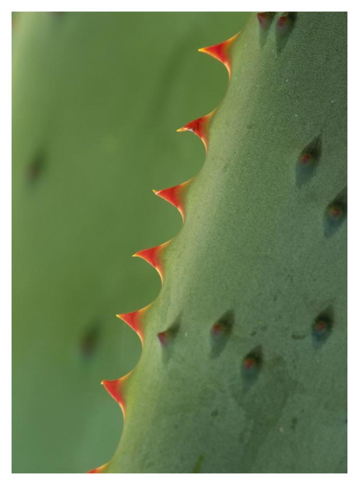 Cape Aloe spines-Paper Art-32"x42"