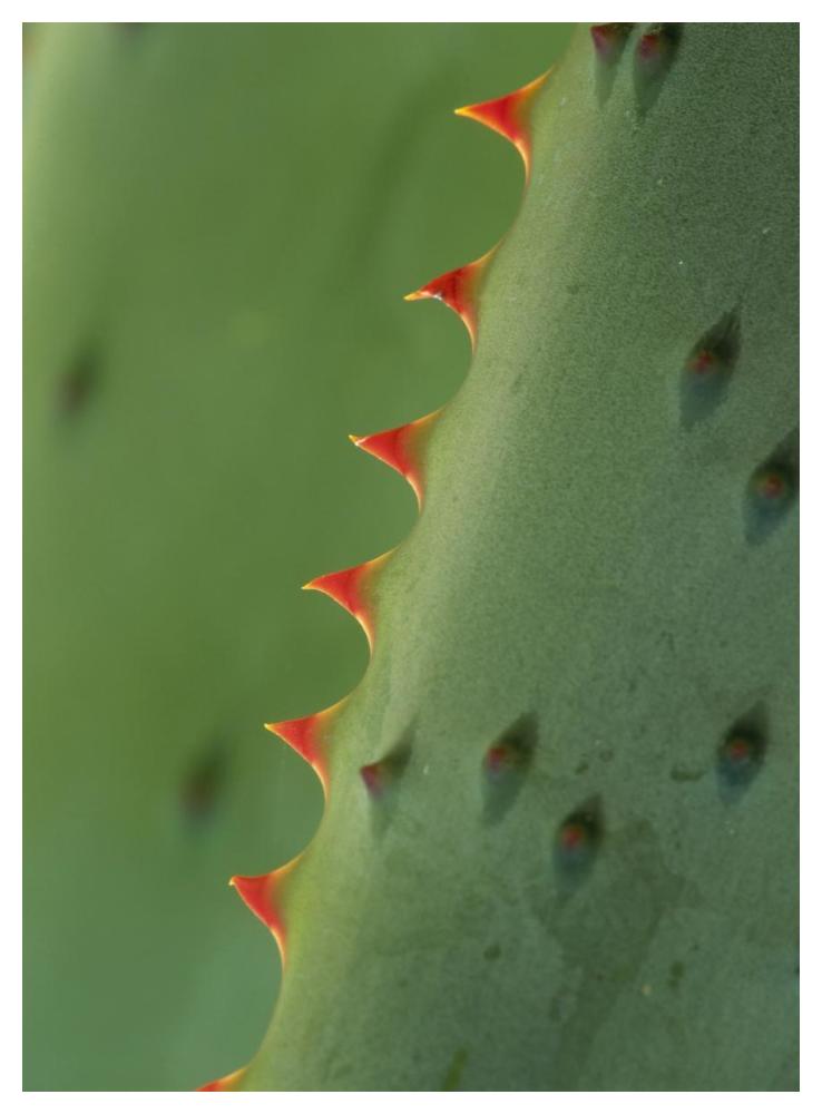 Cape Aloe spines-Paper Art-38"x50"