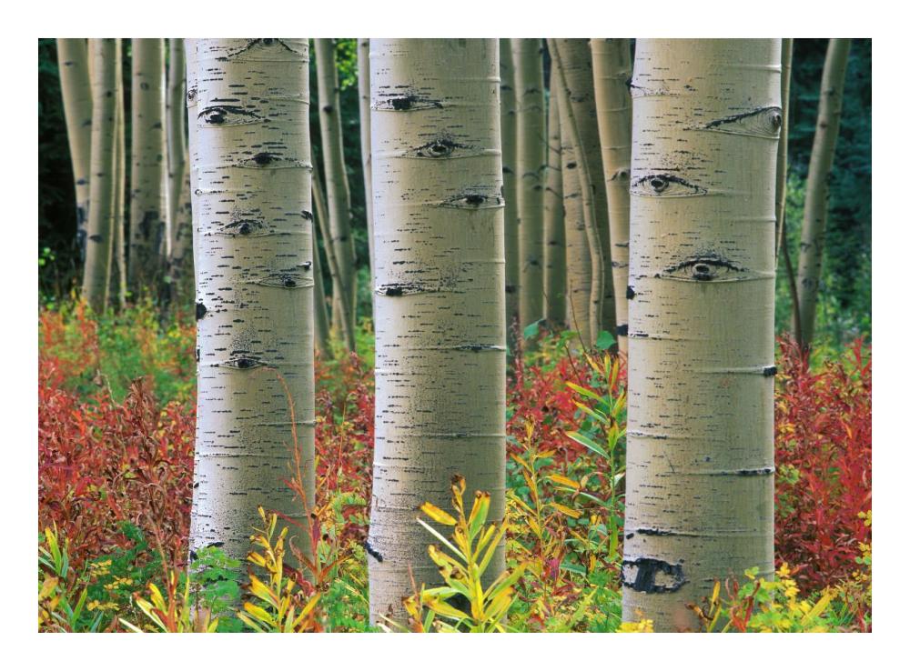 Aspen trunks, Colorado-Paper Art-24"x17.62"