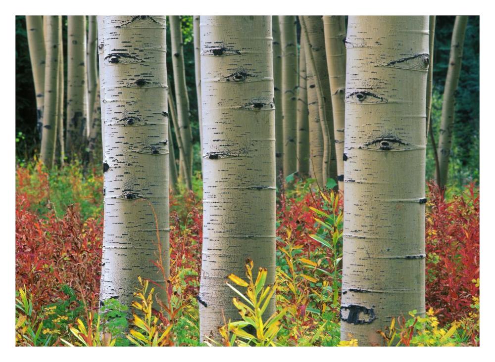 Aspen trunks, Colorado-Paper Art-32"x23.3"